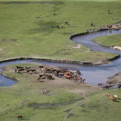 Judge mulls halt of 'unlawful, inhumane' brumby culling