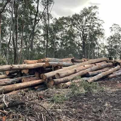 Timber industry bleeding cash as shutdown bites