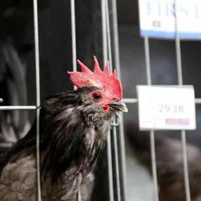 Thousands of hens to be culled as flu hits fifth farm