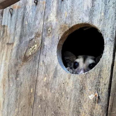 Fears land clearing will lead to tree mammal extinction