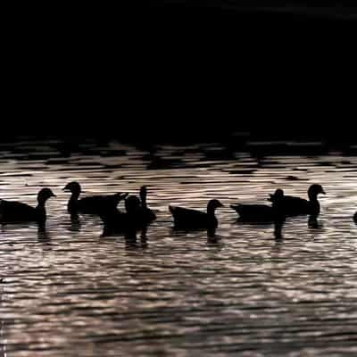 Ducks culled as flu hits sixth Victorian farm