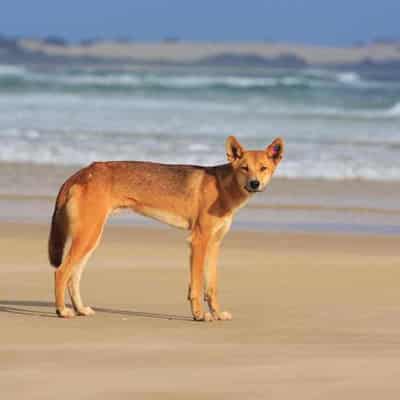 Dingo bites toddler at popular holiday destination