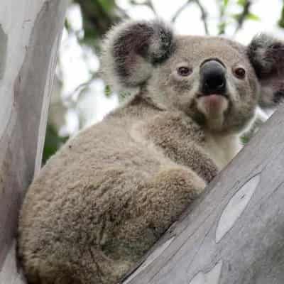 Reject mines to protect koalas: environmental groups