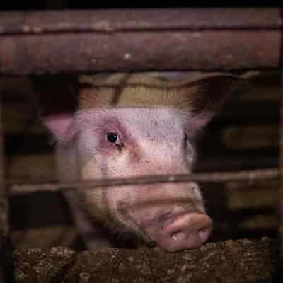 Demand for 'extreme' piggery and farm restrictions