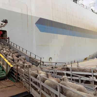 Abandon sheep: report backs future ban on live exports