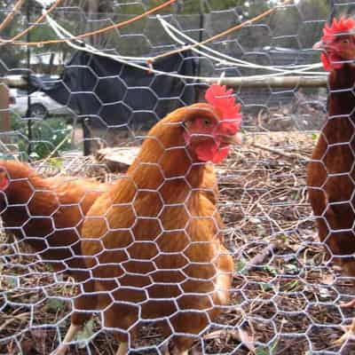 Bird flu detected at eighth Victorian farm