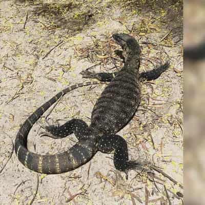 Maggot-munching goannas can help sheep with flystrike