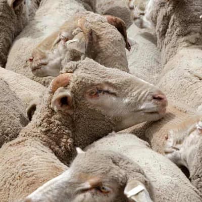 Ban on live sheep exports clears lower house