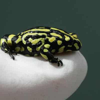 Zoo centre helping frogs, lizards survive climate peril