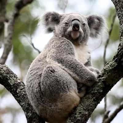 Rinehart gas project expansion sparks koala death fears