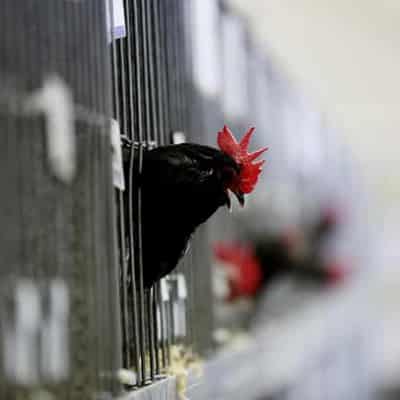 Potential Canberra bird flu case linked to NSW outbreak