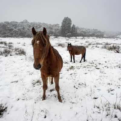 Program failures to blame for rehomed brumby deaths