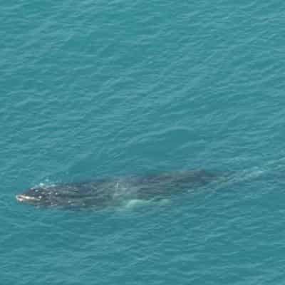 Whale entangled in fishing rope lost off southern coast