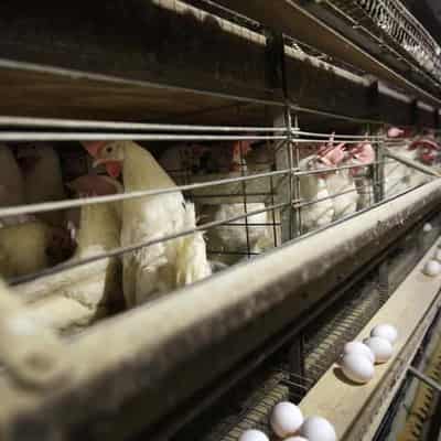 Bird flu outbreak sparks baseless food rations claim