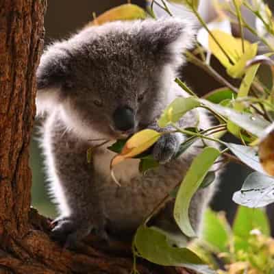 Loggers more active inside koala park than out: claim