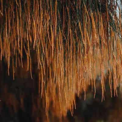 Exploring a mysterious art forest by a sewage plant