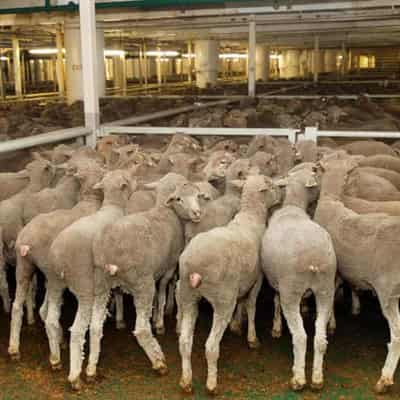 'Farmy army' to target Labor if sheep exports banned