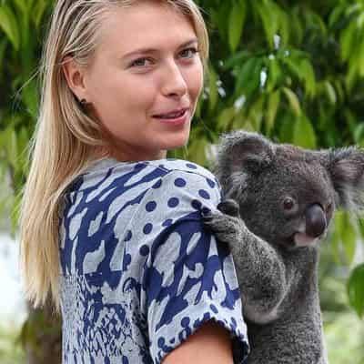 Cute cuddles canned as Koalas can't bear the stress