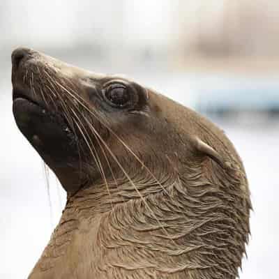 Man charged over fur seal death, theft and weapons