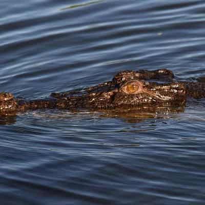 Killer croc shot after girl taken while swimming