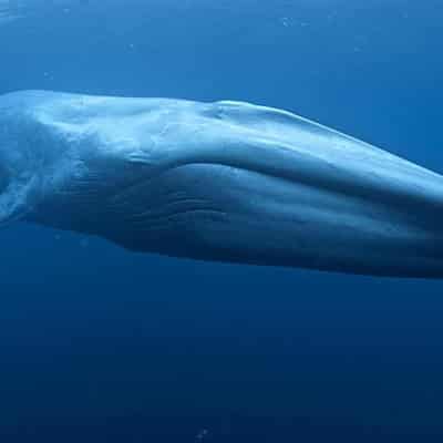 Smallest ever baby blue whale captured on camera