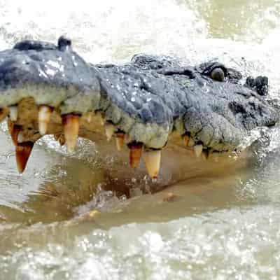 'Technicality' bites controversial croc control laws