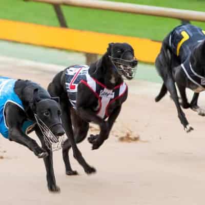 Dire straits for greyhound industry board