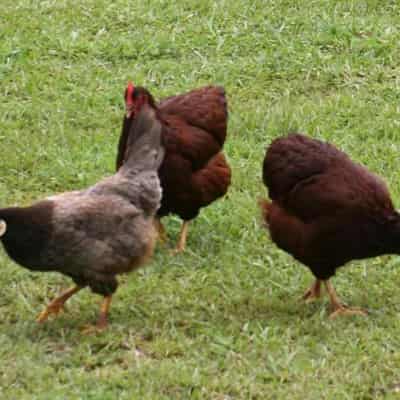 Backyard chickens in latest Canberra bird flu detection