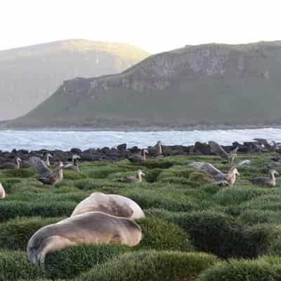 Pristine islands off Antarctic get wider protected zone