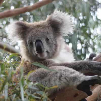 Tech and tradition helping island's koalas survive fire