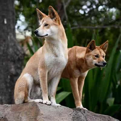 Dingoes share pure genes with 3000-year-old ancestors