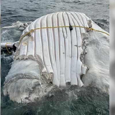 Why land burials of whales dig a big hole for the ocean