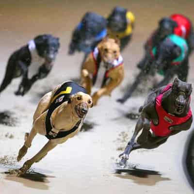 Greyhound welfare claims dog embattled racing industry