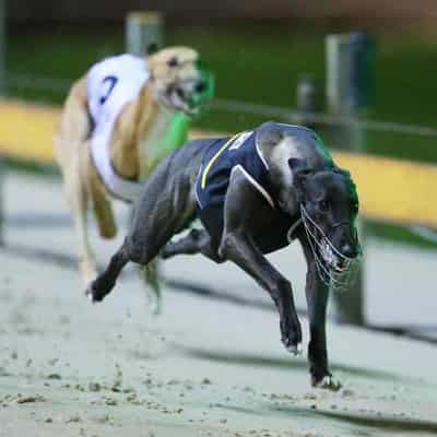 Ex-police watchdog to oversee greyhound industry probe