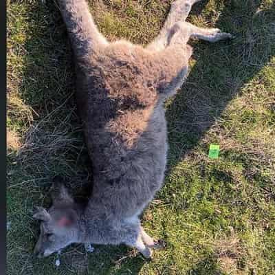 Dozens of kangaroos shot, run down in callous attack