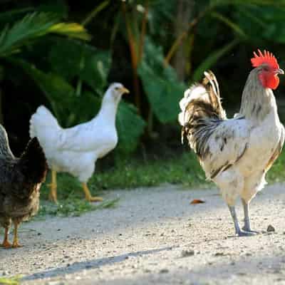 Australia facing unprecedented bird flu threat: CSIRO