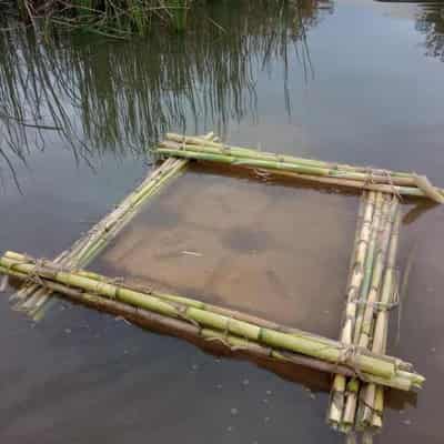 Threatened fish species thrown a restoration raft