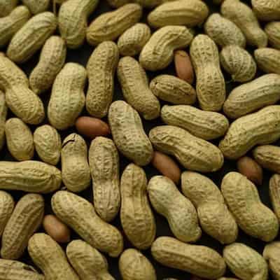 World-first peanut allergy trial seeking participants