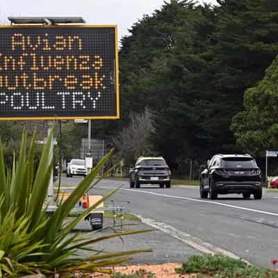 Australia to simulate arrival of deadly bird flu