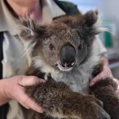 Land clearing taking a deadly toll on wildlife: report