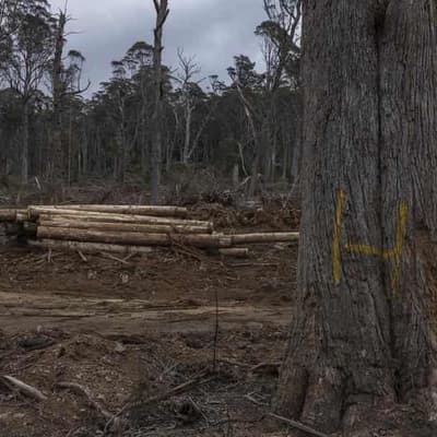 Forestry Corporation fined $360k for cutting down trees