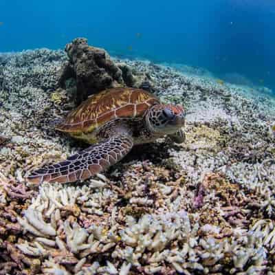 Water pollution slowing Barrier Reef's coral recovery