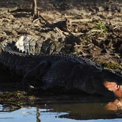 'Target' crocodile killed during search for missing man