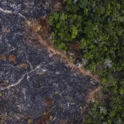 Deforestation harms climate less than other degradation