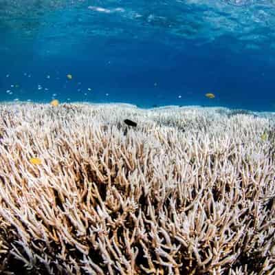 Heatwave, cyclones cast doubt on reef coral recovery