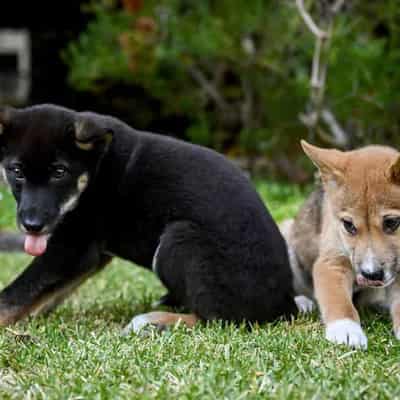 Dingo management has gone to the dogs, advocates say