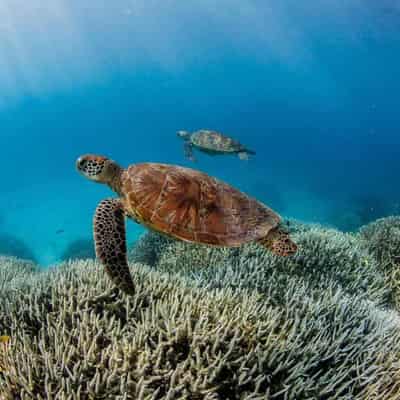 Warnings of reef at risk with centuries-first heating