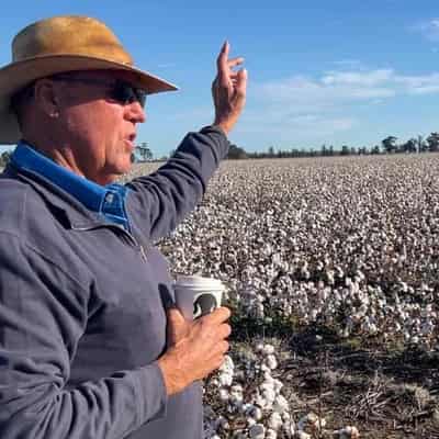 Cottoning on to how sustainability is helping growers