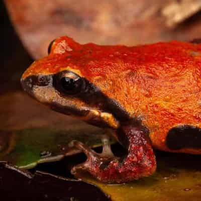 Conservationist fears for ancient, namesake frog