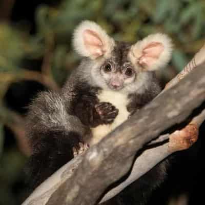 Homes of endangered greater gliders face logging threat